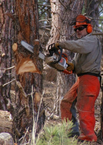 tree service