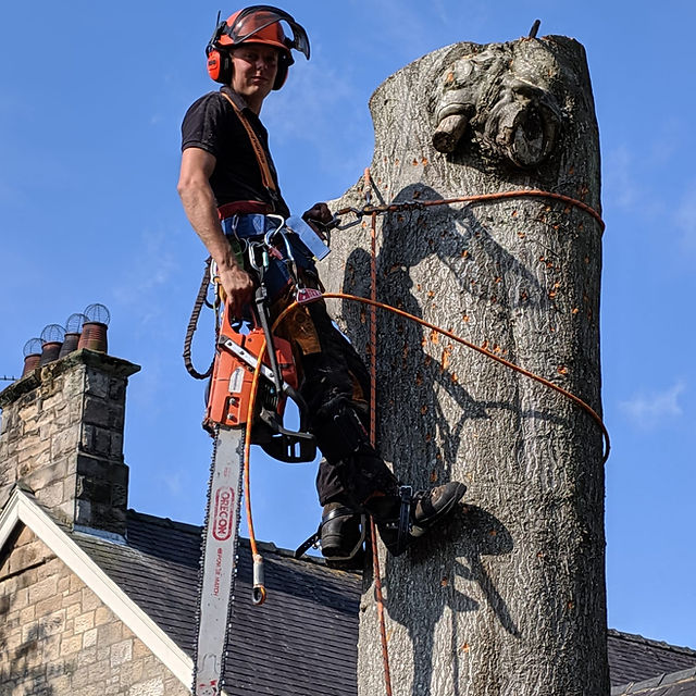 tree surgeon